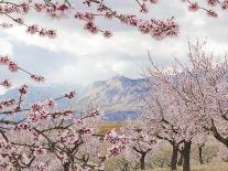 Spring Almond Blossom, Andalucia, Spain, Europe-Giles Bracher-Photographic Print