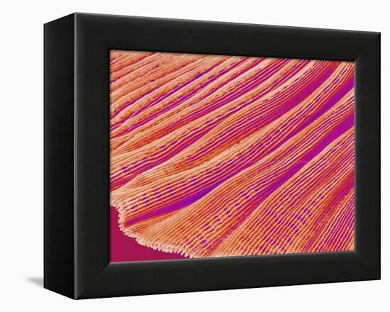 Gill of a Freshwater Clam-Micro Discovery-Framed Premier Image Canvas