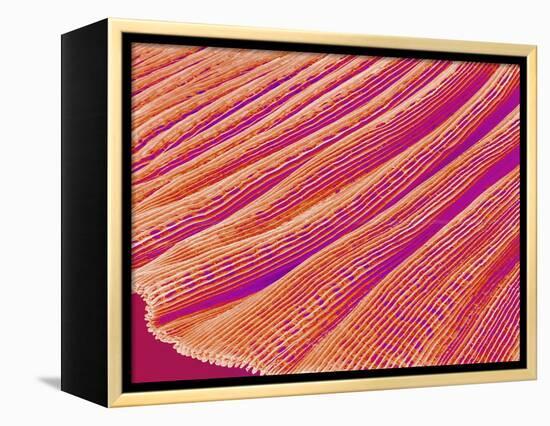 Gill of a Freshwater Clam-Micro Discovery-Framed Premier Image Canvas