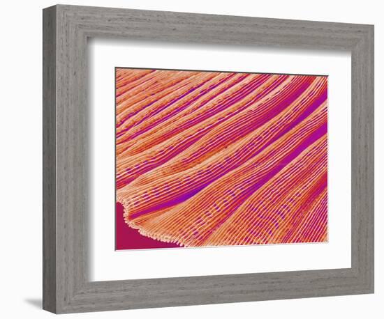 Gill of a Freshwater Clam-Micro Discovery-Framed Photographic Print