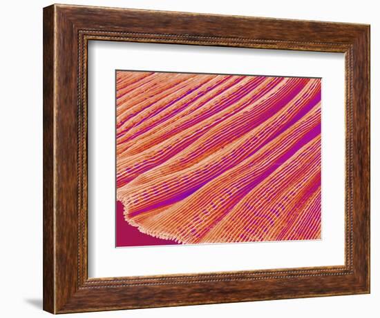 Gill of a Freshwater Clam-Micro Discovery-Framed Photographic Print