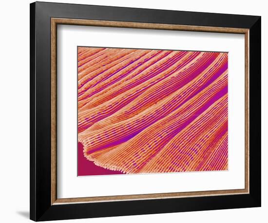 Gill of a Freshwater Clam-Micro Discovery-Framed Photographic Print