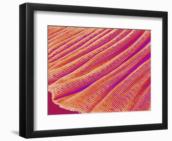 Gill of a Freshwater Clam-Micro Discovery-Framed Photographic Print