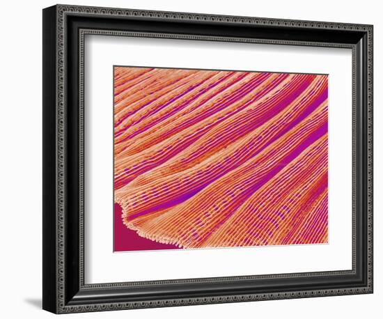 Gill of a Freshwater Clam-Micro Discovery-Framed Photographic Print