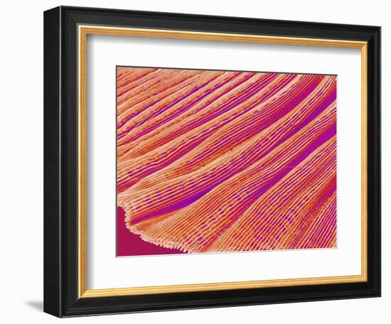 Gill of a Freshwater Clam-Micro Discovery-Framed Photographic Print