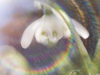 Heart of the Camellia I-Gillian Hunt-Framed Photographic Print