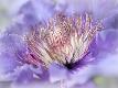 Premium Photographic Print