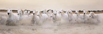 White Horses of the Camargue Galloping Through Water at Sunset-Gillian Merritt-Photographic Print