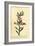 Gilliflower Shrub of New South Wales. ,1800 (Engraving)-Thomas Watling-Framed Giclee Print