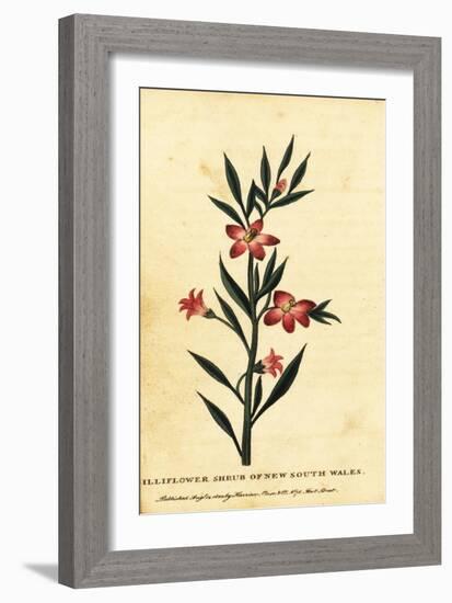 Gilliflower Shrub of New South Wales. ,1800 (Engraving)-Thomas Watling-Framed Giclee Print