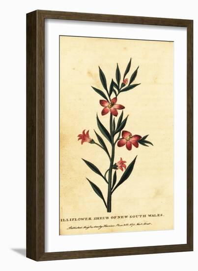 Gilliflower Shrub of New South Wales. ,1800 (Engraving)-Thomas Watling-Framed Giclee Print