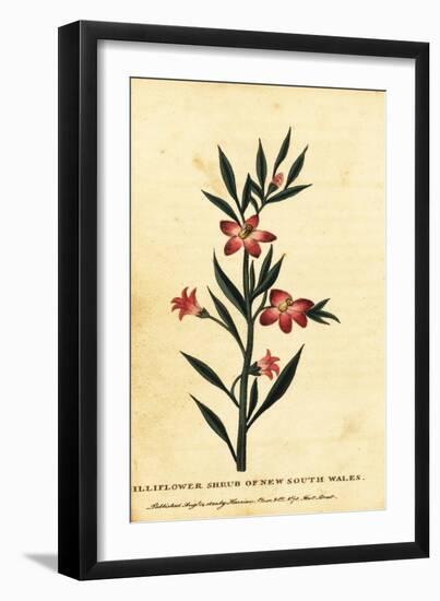 Gilliflower Shrub of New South Wales. ,1800 (Engraving)-Thomas Watling-Framed Giclee Print