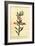 Gilliflower Shrub of New South Wales. ,1800 (Engraving)-Thomas Watling-Framed Giclee Print