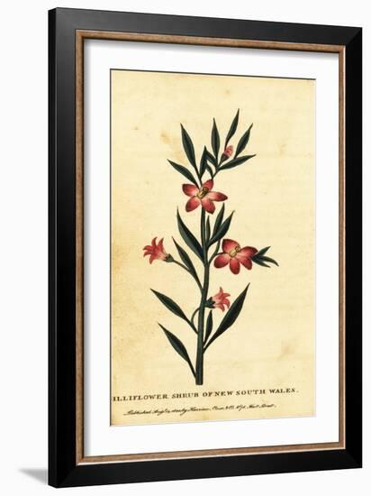 Gilliflower Shrub of New South Wales. ,1800 (Engraving)-Thomas Watling-Framed Giclee Print