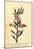 Gilliflower Shrub of New South Wales. ,1800 (Engraving)-Thomas Watling-Mounted Giclee Print