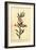 Gilliflower Shrub of New South Wales. ,1800 (Engraving)-Thomas Watling-Framed Giclee Print