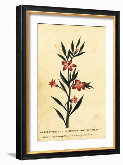 Gilliflower Shrub of New South Wales. ,1800 (Engraving)-Thomas Watling-Framed Giclee Print