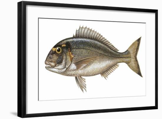 Gilt-Head Bream (Sparus Aurata)-null-Framed Giclee Print