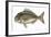 Gilt-Head Bream (Sparus Aurata)-null-Framed Giclee Print