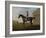 Gimcrack, with John Pratt Up, on Newmarket Heath, 1795 (Oil on Canvas)-George Stubbs-Framed Giclee Print