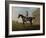 Gimcrack, with John Pratt Up, on Newmarket Heath, 1795 (Oil on Canvas)-George Stubbs-Framed Giclee Print