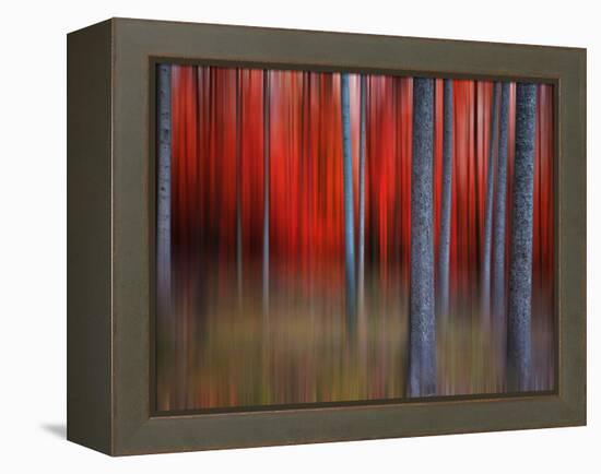 Gimick-Philippe Sainte-Laudy-Framed Premier Image Canvas