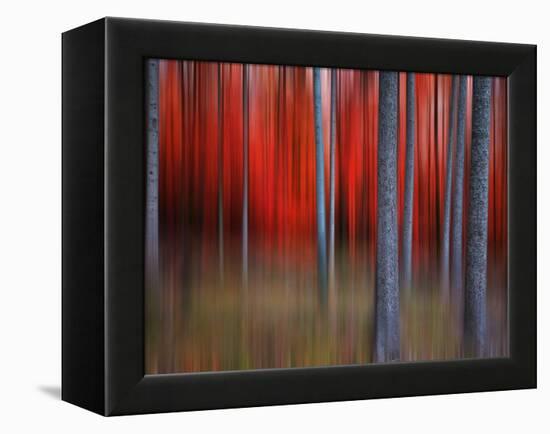 Gimick-Philippe Sainte-Laudy-Framed Premier Image Canvas