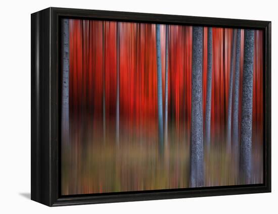 Gimick-Philippe Sainte-Laudy-Framed Premier Image Canvas