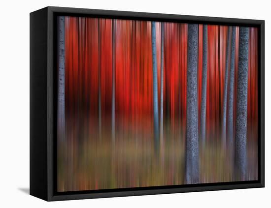 Gimick-Philippe Sainte-Laudy-Framed Premier Image Canvas