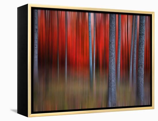 Gimick-Philippe Sainte-Laudy-Framed Premier Image Canvas