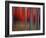 Gimick-Philippe Sainte-Laudy-Framed Photographic Print