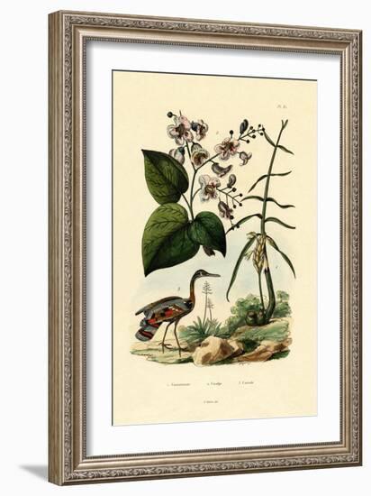 Ginger, 1833-39-null-Framed Giclee Print