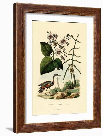 Ginger, 1833-39-null-Framed Giclee Print