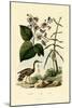 Ginger, 1833-39-null-Mounted Giclee Print