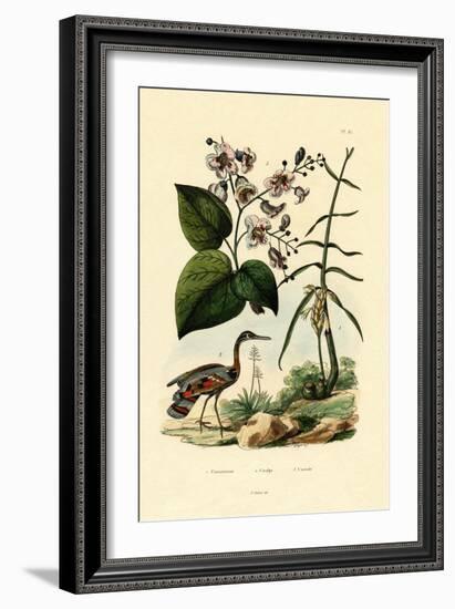 Ginger, 1833-39-null-Framed Giclee Print