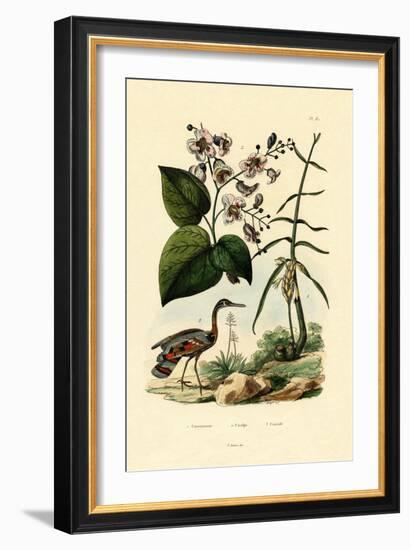 Ginger, 1833-39-null-Framed Giclee Print