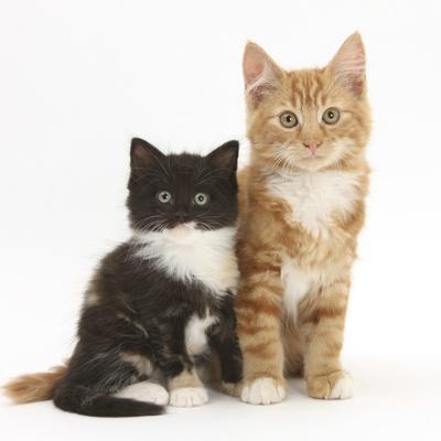 black white ginger cat