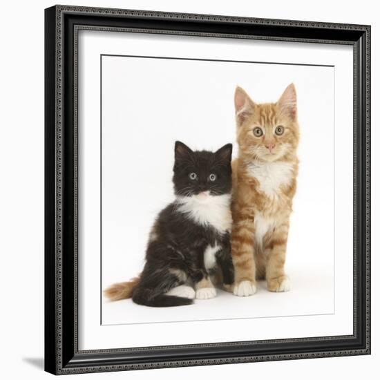 Ginger and Black-And-White Kittens-Mark Taylor-Framed Photographic Print