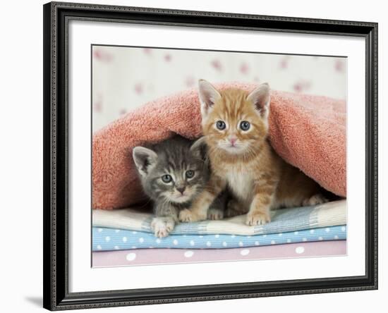 Ginger and Grey Tabby Kittens-null-Framed Photographic Print