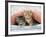 Ginger and Grey Tabby Kittens-null-Framed Photographic Print