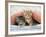 Ginger and Grey Tabby Kittens-null-Framed Photographic Print