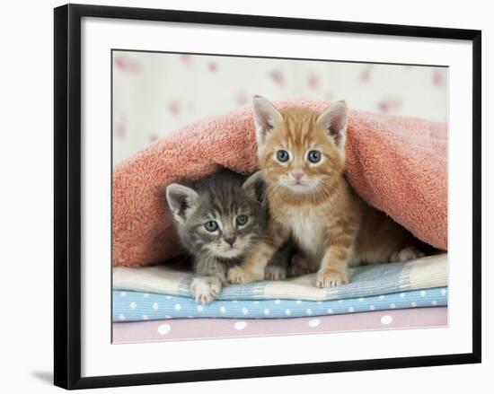 Ginger and Grey Tabby Kittens-null-Framed Photographic Print