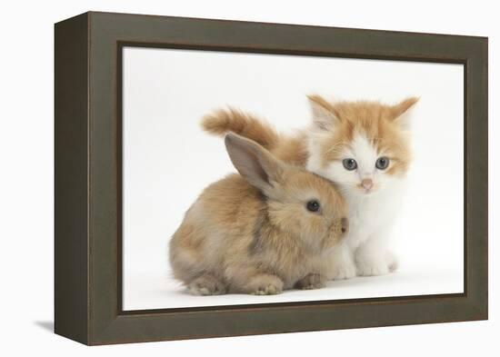 Ginger-And-White Kitten Baby Rabbit-Mark Taylor-Framed Premier Image Canvas