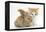 Ginger-And-White Kitten Baby Rabbit-Mark Taylor-Framed Premier Image Canvas