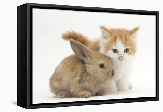 Ginger-And-White Kitten Baby Rabbit-Mark Taylor-Framed Premier Image Canvas