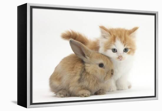 Ginger-And-White Kitten Baby Rabbit-Mark Taylor-Framed Premier Image Canvas