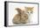 Ginger-And-White Kitten Baby Rabbit-Mark Taylor-Framed Premier Image Canvas