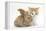 Ginger-And-White Kitten Baby Rabbit-Mark Taylor-Framed Premier Image Canvas