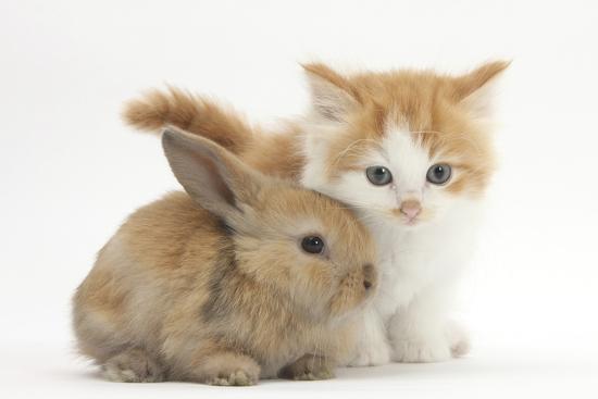 picture Newborn Ginger And White Kitten ginger and white kitten baby rabbit by mark taylor