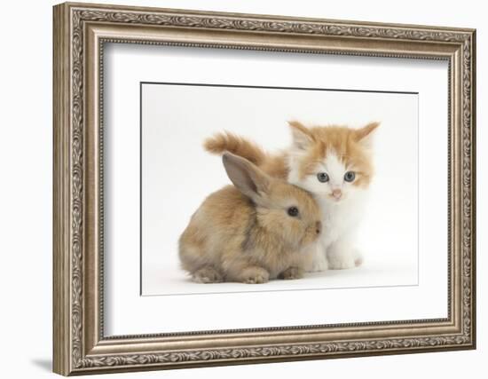 Ginger-And-White Kitten Baby Rabbit-Mark Taylor-Framed Photographic Print